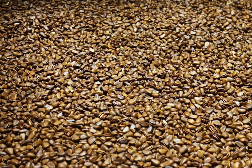 Are Flax Seeds Keto Friendly? let's check...